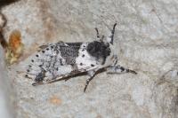 Furcula bicuspis