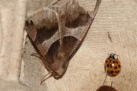 Dysgonia algira