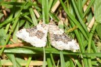 Epirrhoe galiata