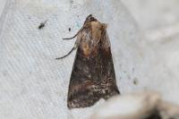 Abrostola triplasia