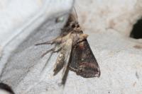 Abrostola triplasia