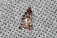 Acrobasis advenella