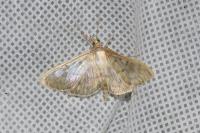 Patania ruralis