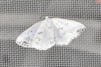 Lomographa temerata
