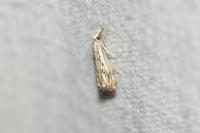 Catoptria falsella