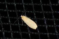 Wittia sororcula
