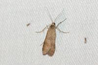 Nomophila noctuella