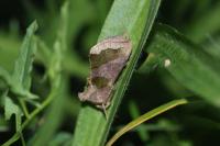 Diachrysia chrysitis