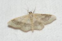 Idaea aversata