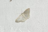 Idaea subsericeata