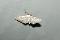 Idaea seriata
