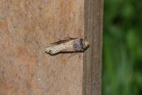 Axylia putris