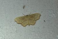 Idaea rubraria