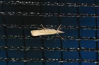 Agriphila straminella