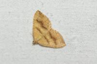 Camptogramma bilineata