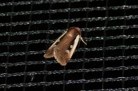 Ochropleura plecta