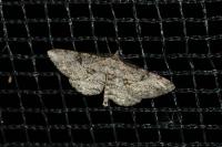 Peribatodes rhomboidaria rhomboidaria