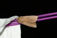 Mythimna albipuncta