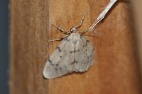 Paidia rica