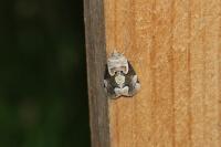 Thyatira batis