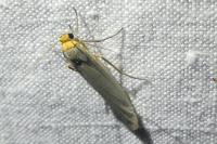 Eilema caniola