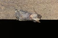 Abrostola triplasia