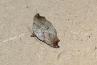 Laspeyria flexula