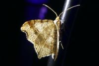 Macaria alternata