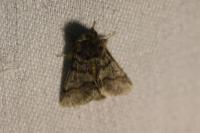 Thaumetopoea processionea