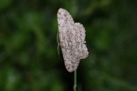 Hypomecis punctinalis
