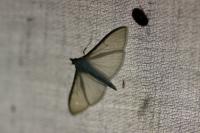 Palpita vitrealis