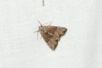 Mesoligia furuncula