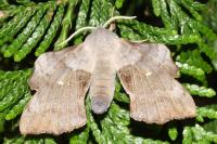 Laothoe populi