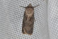 Agrotis segetum