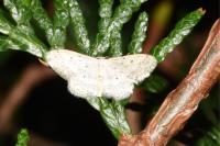Idaea seriata