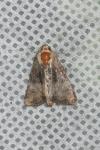 Mesoligia furuncula