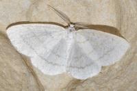 Cabera pusaria