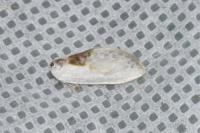 Cilix glaucata