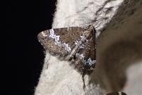 Perizoma alchemillata