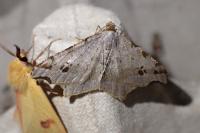 Macaria alternata