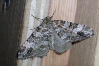 Mesotype didymata
