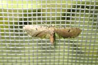 Eupithecia assimilata