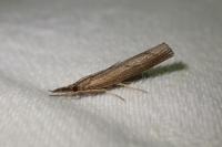 Pediasia contaminella