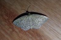Scopula immorata