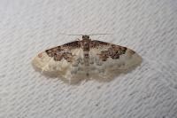 Idaea rusticata