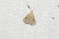 Rivula sericealis