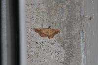 Endotricha flammealis