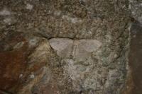 Philereme vetulata