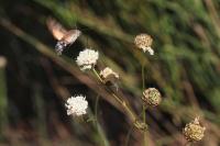 Macroglossum stellatarum