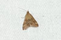 Pyrausta despicata